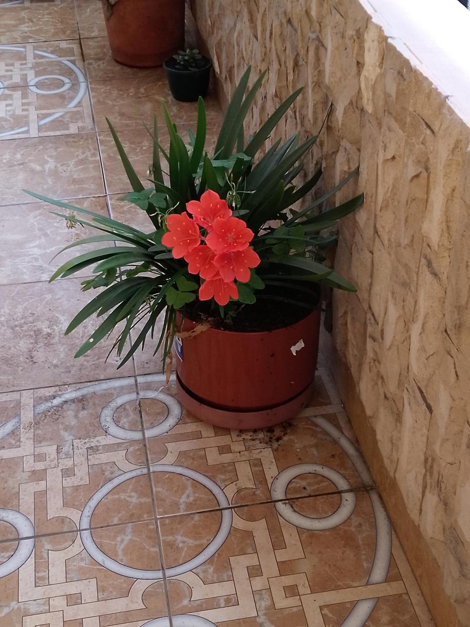 באניוס Hotel Amazonia Y Sol מראה חיצוני תמונה