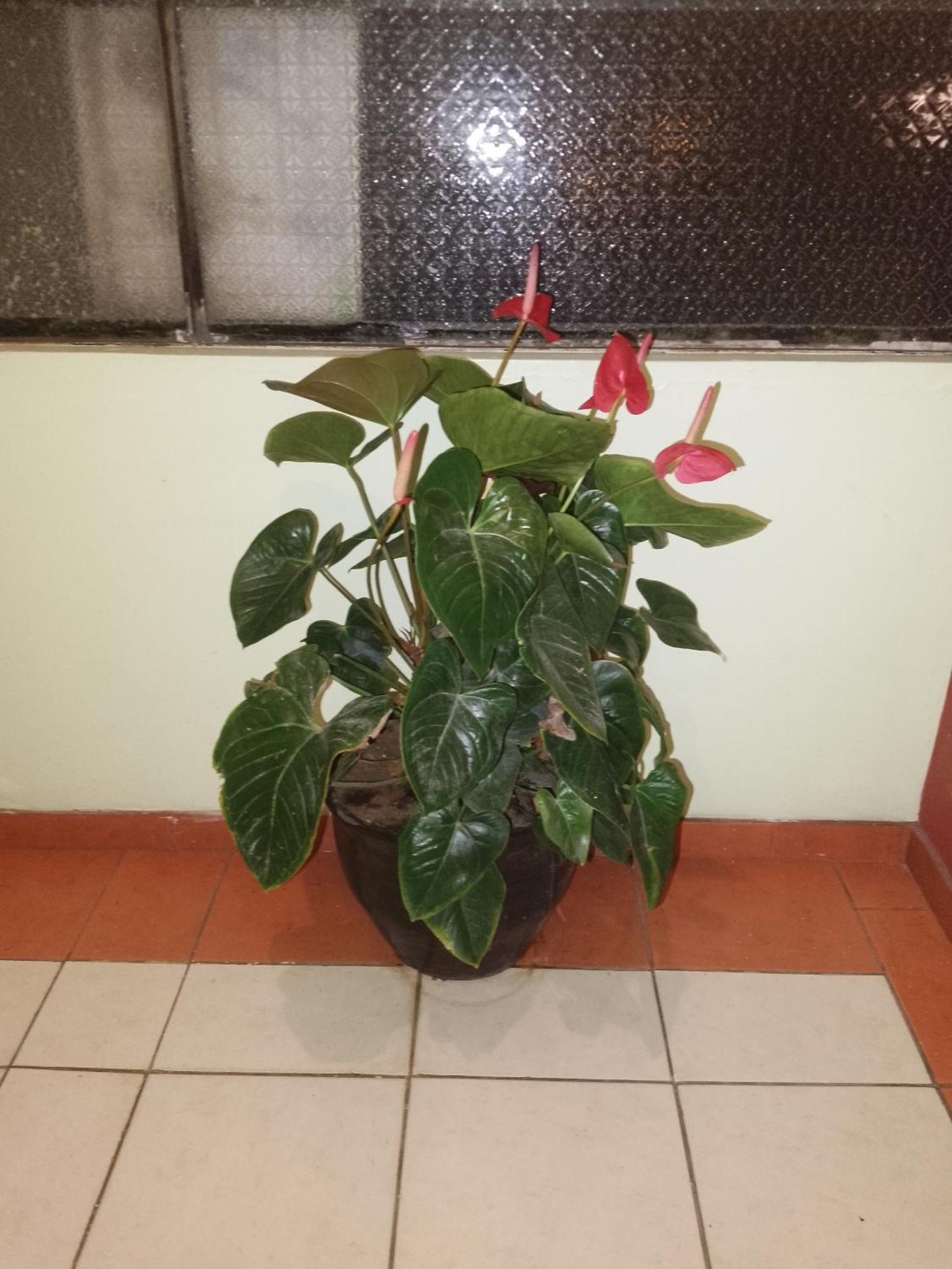 באניוס Hotel Amazonia Y Sol מראה חיצוני תמונה